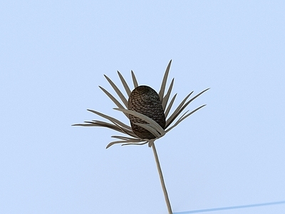 花草组合 花 花瓣 绿植