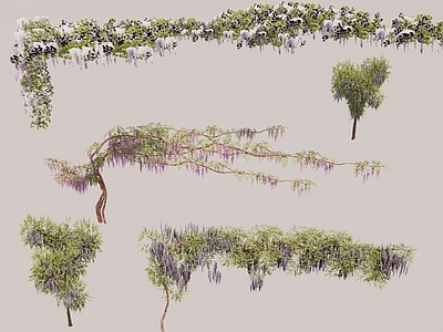 藤蔓 紫藤植物 花墙藤蔓 花架藤蔓