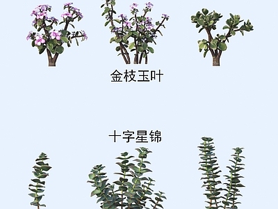 花草组合 植物 花草金枝玉