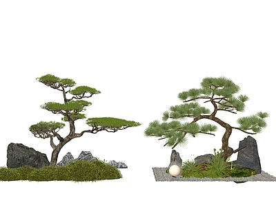 乔木 松树 松树景观树 庭院乔木 庭院小品 迎客松