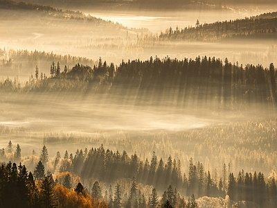 现代风景 森林风景