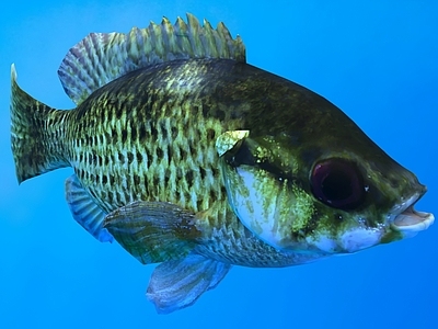 水生类动物 岩钝鲈 石鲈 岩石鲈鱼 动物 生物