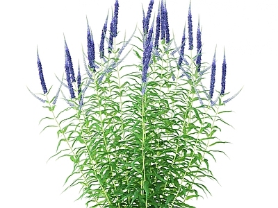 草