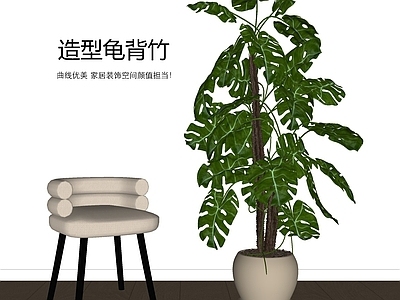 盆栽 龟背竹