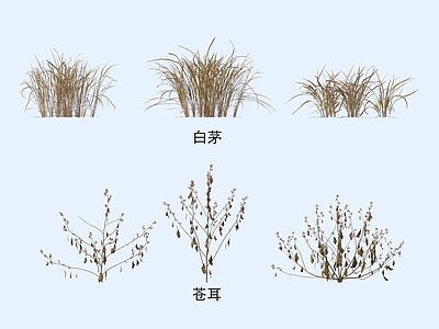 花草组合 植物 花草 白茅