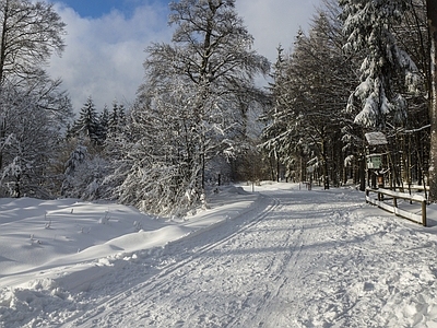 北欧风景 雪林 雪景