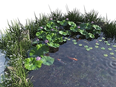 现代水景 水池 荷花池 观赏锦鲤池 水塘 水潭