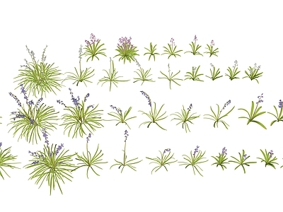 花草 风信子花卉 蓝铃花 紫色花卉 花坛花草 庭院绿化小花小草