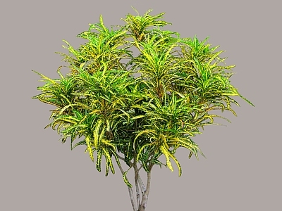 灌木 2D变叶木 洒金榕 观叶植物