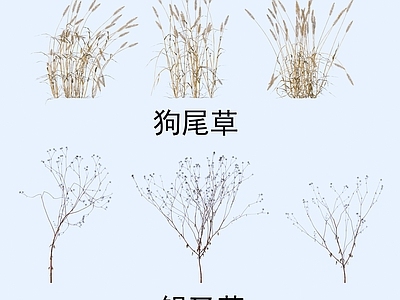 花草组合 植物 花草 狗尾