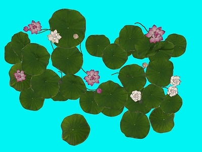 水生植物 荷花 立体荷花 莲