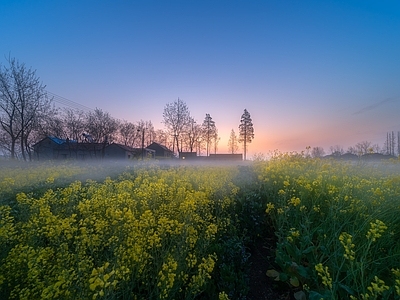 新中式风景 清晨的油菜花