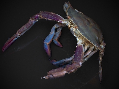 水生类动物 螃蟹 海鲜 食物