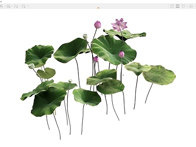 植物组合 植物荷叶荷花