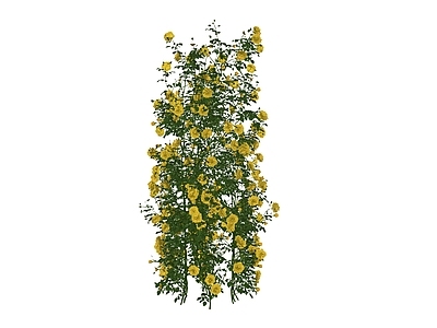 藤蔓 花架藤蔓 盆栽藤蔓 花墙藤蔓 月季 藤本月季