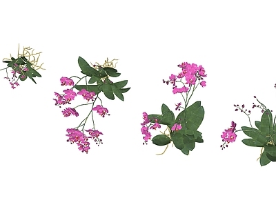 花草 花境 盆栽花草 蝴蝶兰