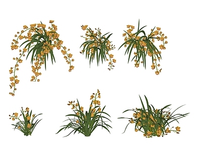 花草 花境 盆栽花草 兰花 惠兰