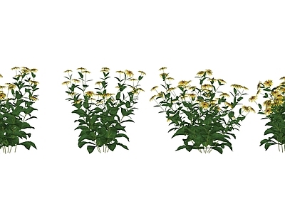 花草 花境 盆栽花草 菊类 金光菊