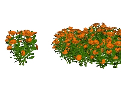 花草 花境 盆栽花草 菊类 金盏菊