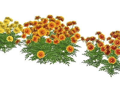 花草 苔藓 盆栽花草 菊类 万寿菊