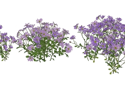 花草 花境 盆栽花草 紫色 菊类 姬小菊