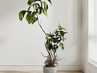 盆栽 室内盆栽植物 现代盆景