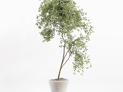 盆栽 迎客松 松树 盆栽 盆景 罗汉松