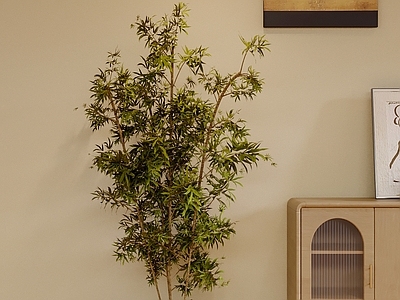 盆栽 室内植物 植物摆件 装饰绿植