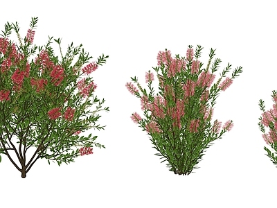 灌木 花箱灌木 花灌 红千层
