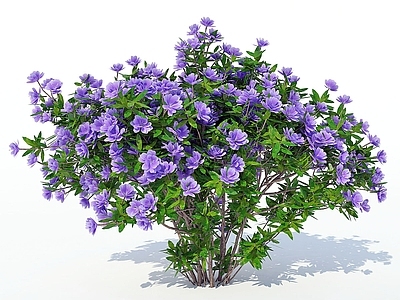 灌木 灌木球 花箱灌木 盆栽灌木 花坛绿植 矮牵牛