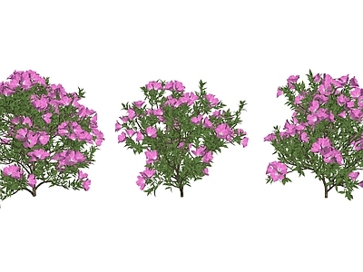 灌木 花草 杜鹃