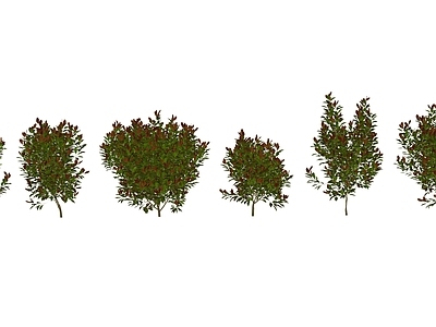 灌木 花草 灌木 石楠 红叶石楠