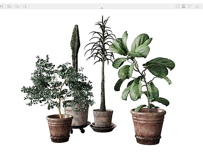 盆栽 盆栽花盆植物绿植 热带植物树木