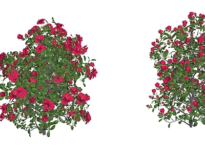 灌木 茶花 灌木 红花