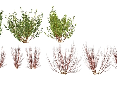 灌木 红瑞木 灌木 红色植物
