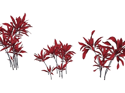 灌木 朱蕉 红色灌木 灌木
