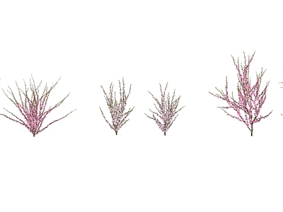 灌木 灌木 花灌 梅 榆叶梅