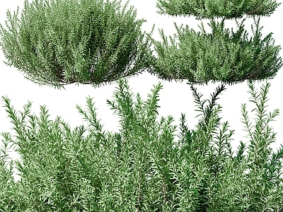 灌木 灌木球 灌木丛 植物堆 绿植球 花坛绿植