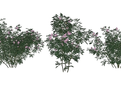 灌木 灌木 花灌 蔷薇