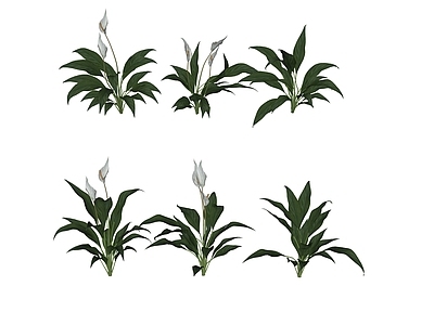 花草 花境 花坛花草 盆栽花草 白掌