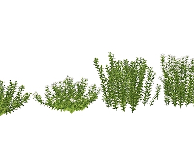 花草 花箱花草 花坛花草 花草