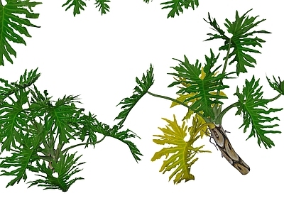 花草 花境 盆栽花草 花坛花草 春羽