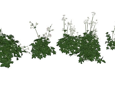 花草 花境 盆栽花草 花坛花草 大星芹