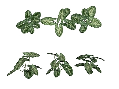 花草 花境 盆栽花草 合果芋