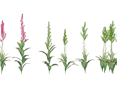 花草 花境 盆栽花草 藜芦