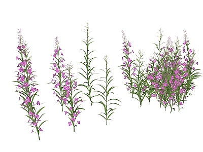 花草 花境 花坛花草 柳兰