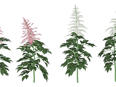 花草 花境 盆栽花草 络新妇
