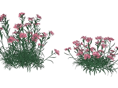 花草 花境 花坛花草 石竹