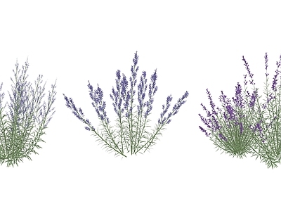 花草 花境 花坛花草 鼠尾草