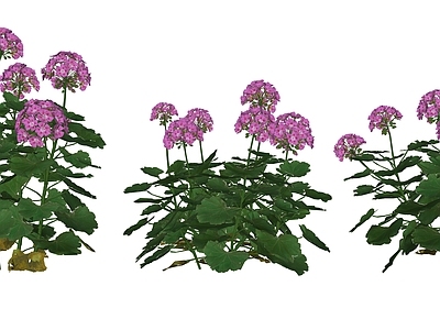 花草 花境 花坛花草 草本 天竺葵